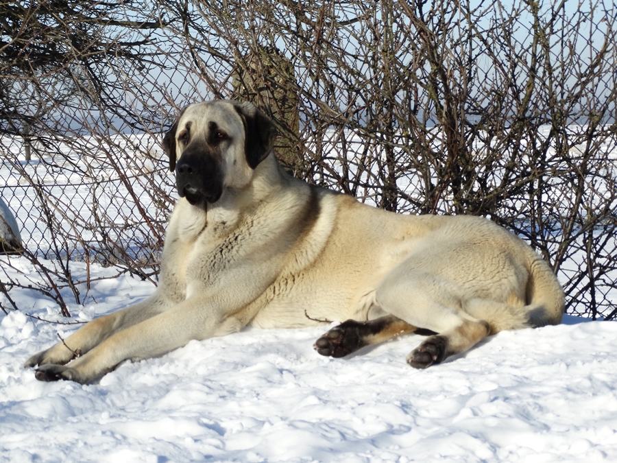 LEX ON IKINICI KANGAL