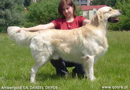 Ch PL Ambergold GK DANIEL DEFOE